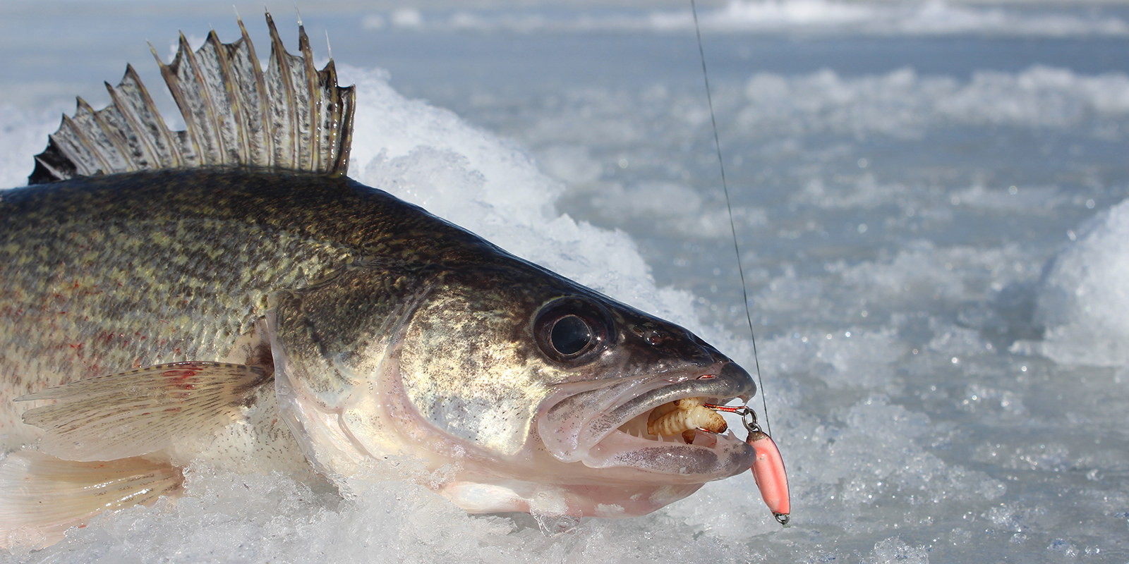 Walleye on ice with Buckshot